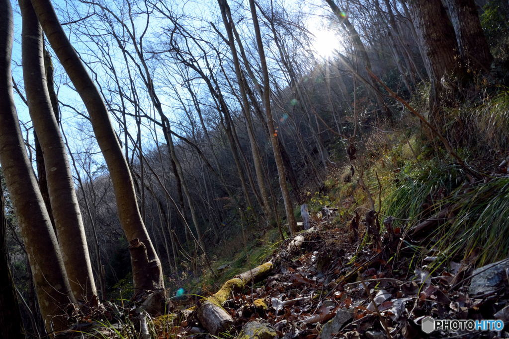 sunlight through the branches #03