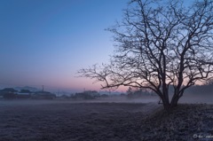 A Tree in the Hazy Morning