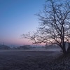 A Tree in the Hazy Morning