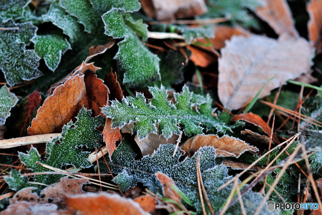 Frosted Leaves