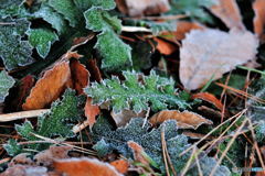 Frosted Leaves