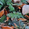 Frosted Leaves