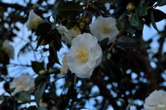 White Camellia