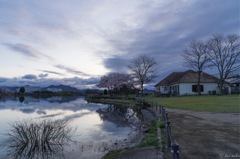 Scene of SAKURA (cherry blossoms) #01