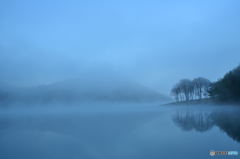 Bare Trees in the Fog #04