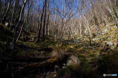 sunlight through the branches #04