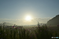 Cosmos in the morning light