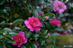camellia