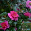 camellia