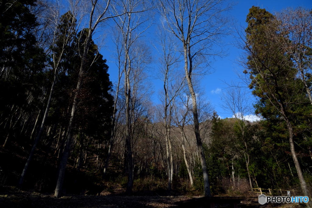 sunlight through the branches #08