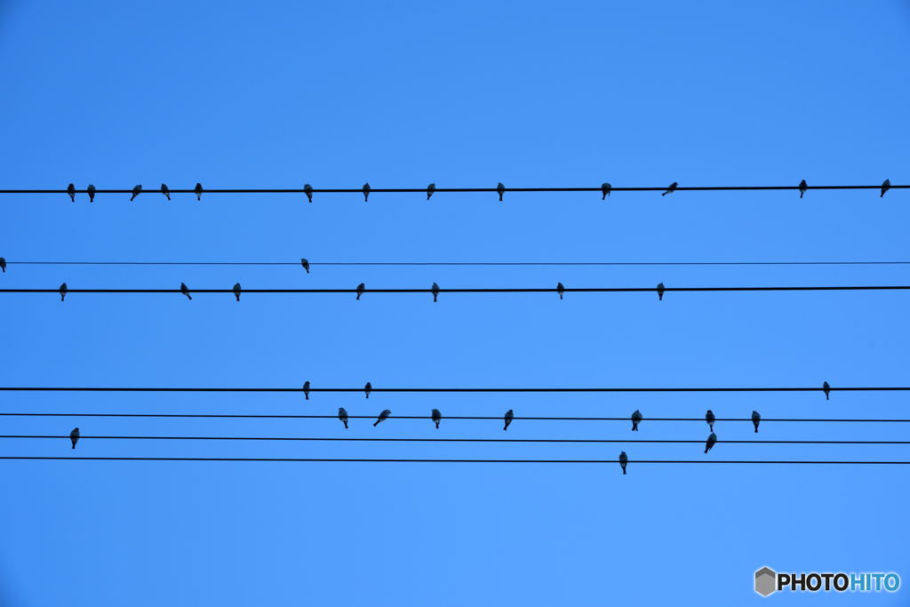 Music Score - little birds singing -