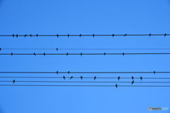 Music Score - little birds singing -