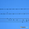 Music Score - little birds singing -