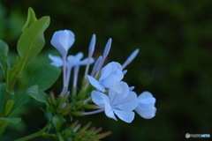 Plumbago（瑠璃茉莉）