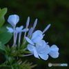 Plumbago（瑠璃茉莉）