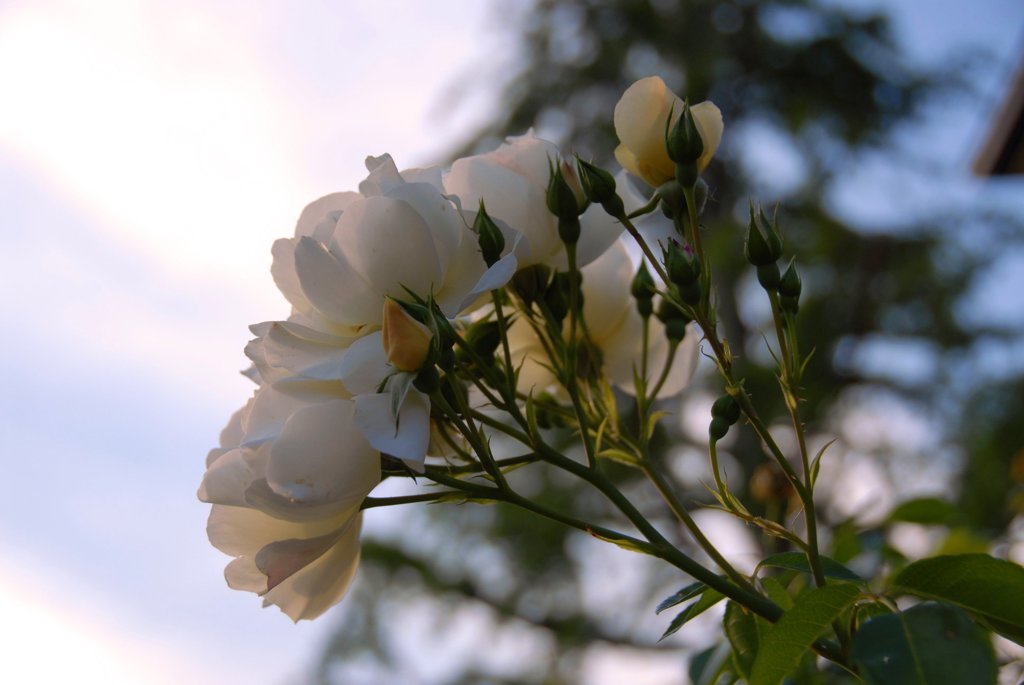 Lint-white Roses