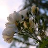 Lint-white Roses