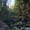 sunlight through the branches #01