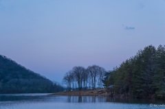 Trees at the lakeside