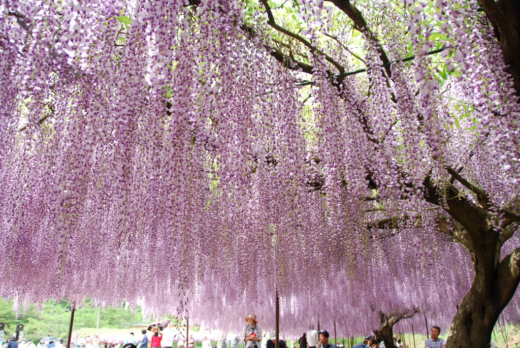 白毫寺の藤