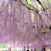 白毫寺の藤