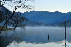Bare Trees in the Fog #01
