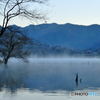 Bare Trees in the Fog #01