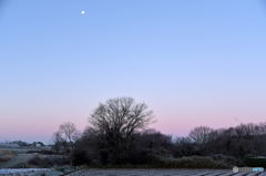 Light Purple Sky