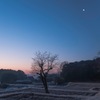 A Tree and Morning Moon