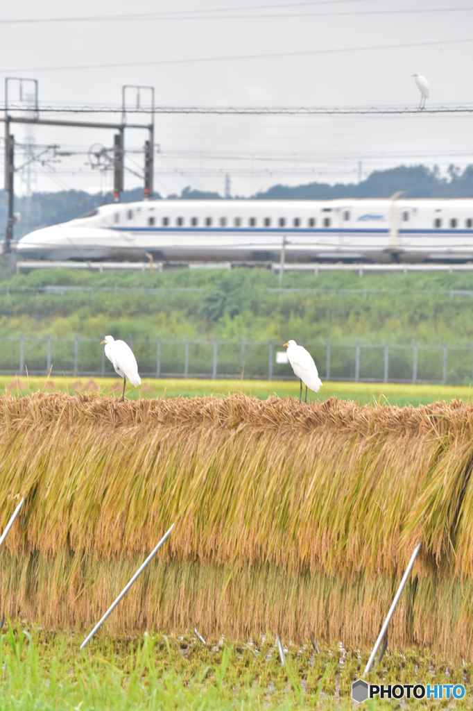 5.雨は冴えない