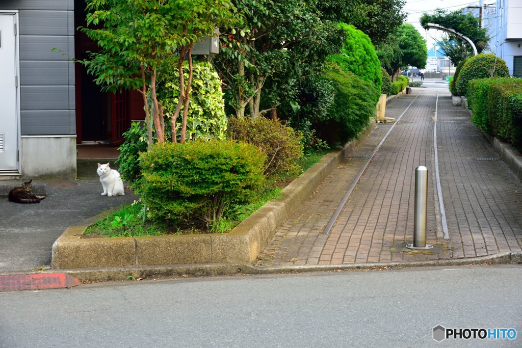 3.猫が
