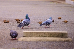足並み揃えて～