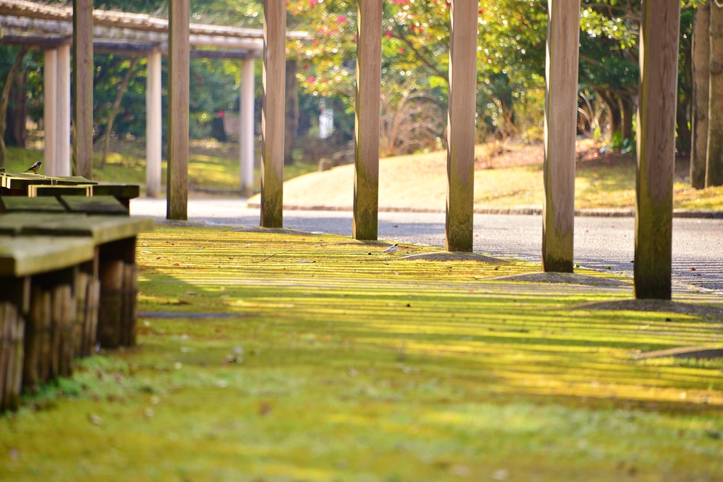 春を待つ公園の君