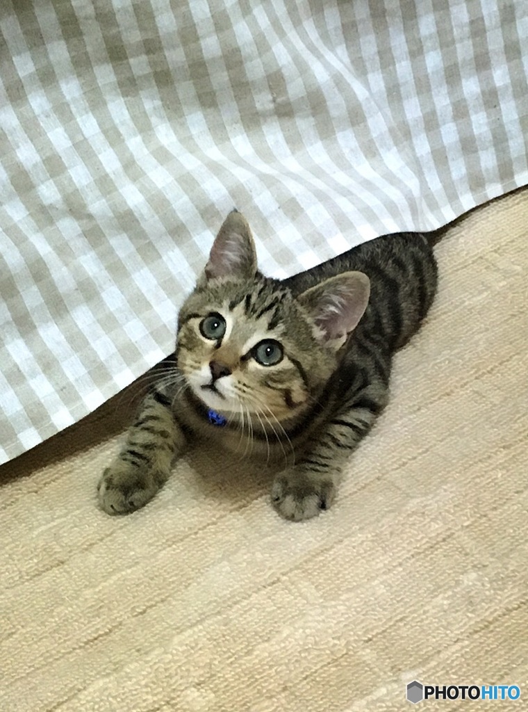 ベッドの下からこんにゃちは