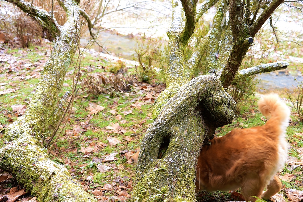 木のトンネル