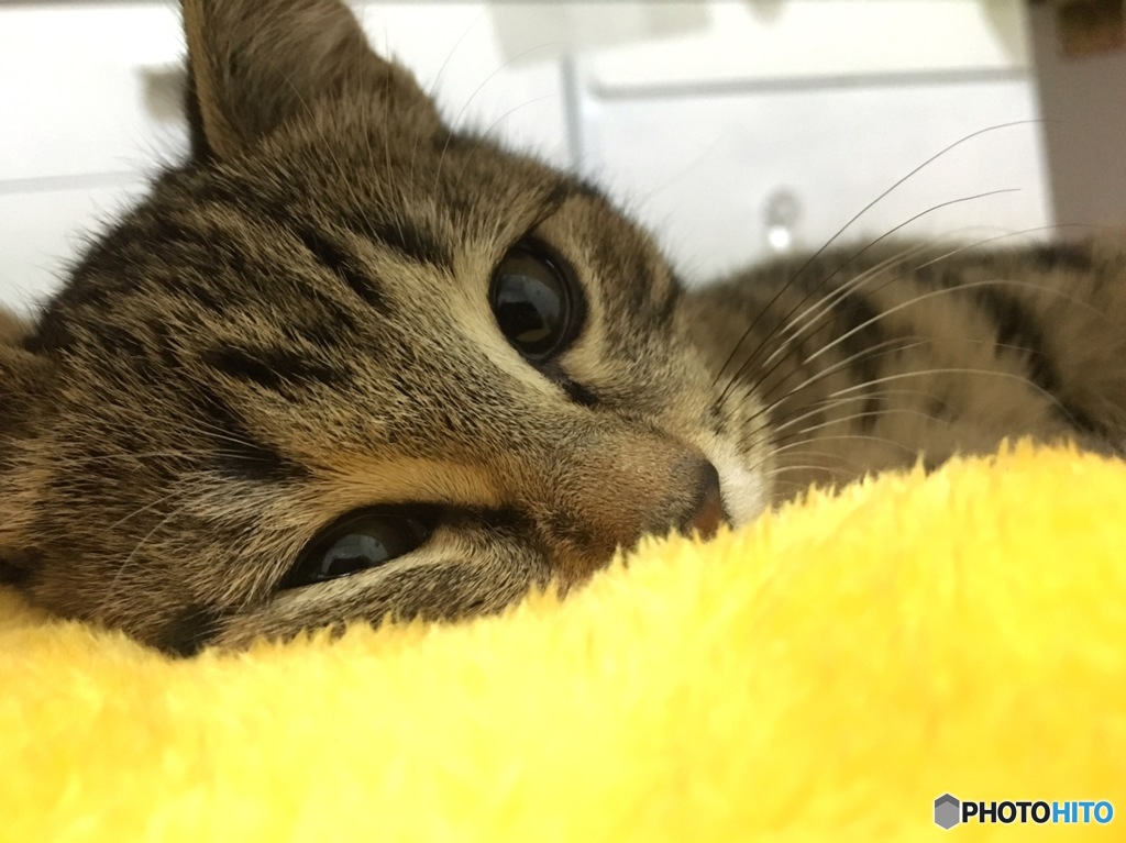 僕眠いんだけど