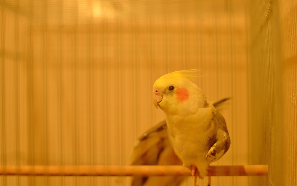 オカメの目