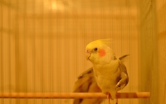 オカメの目