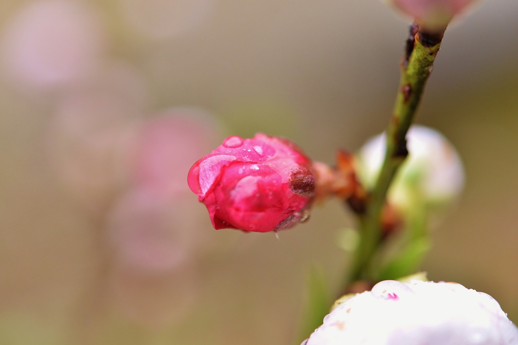 花桃の春はどこかなぁ