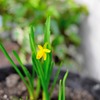 春を先取り