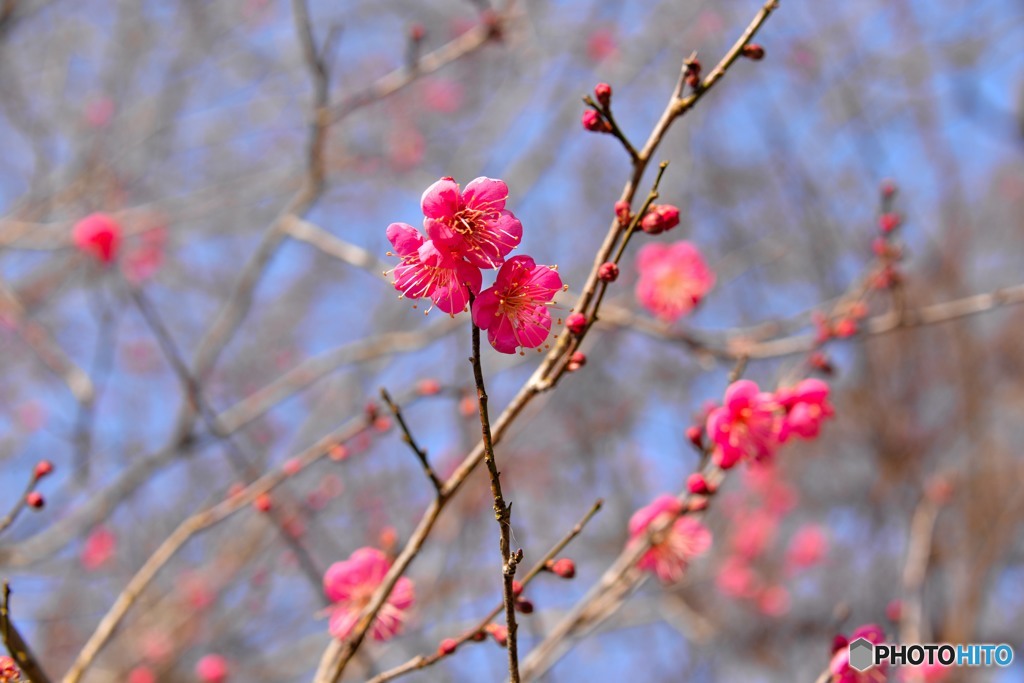 Spring has come?