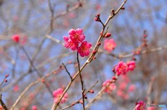 Spring has come?