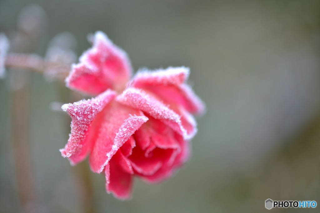 a frozen rose