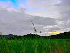 ひぐらし鳴く空