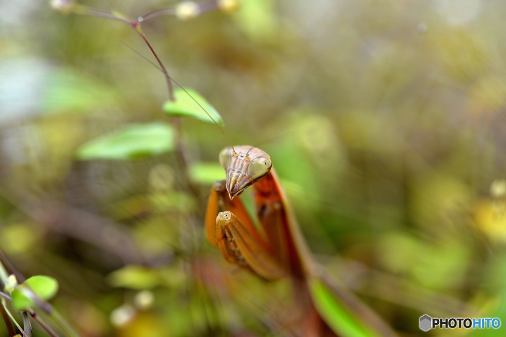 カマキリも秋支度