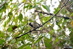 久々の鳥さん