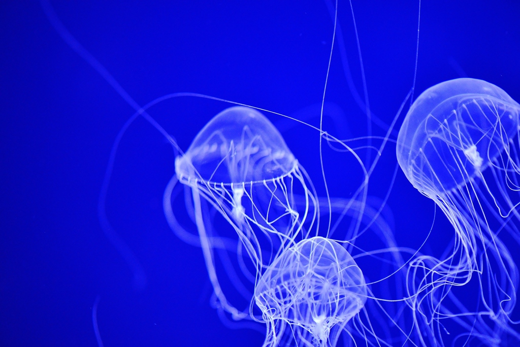 ART　~deep blue sea~