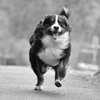 犬突猛進
