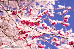 東風吹かばにほひおこせよ梅の花
