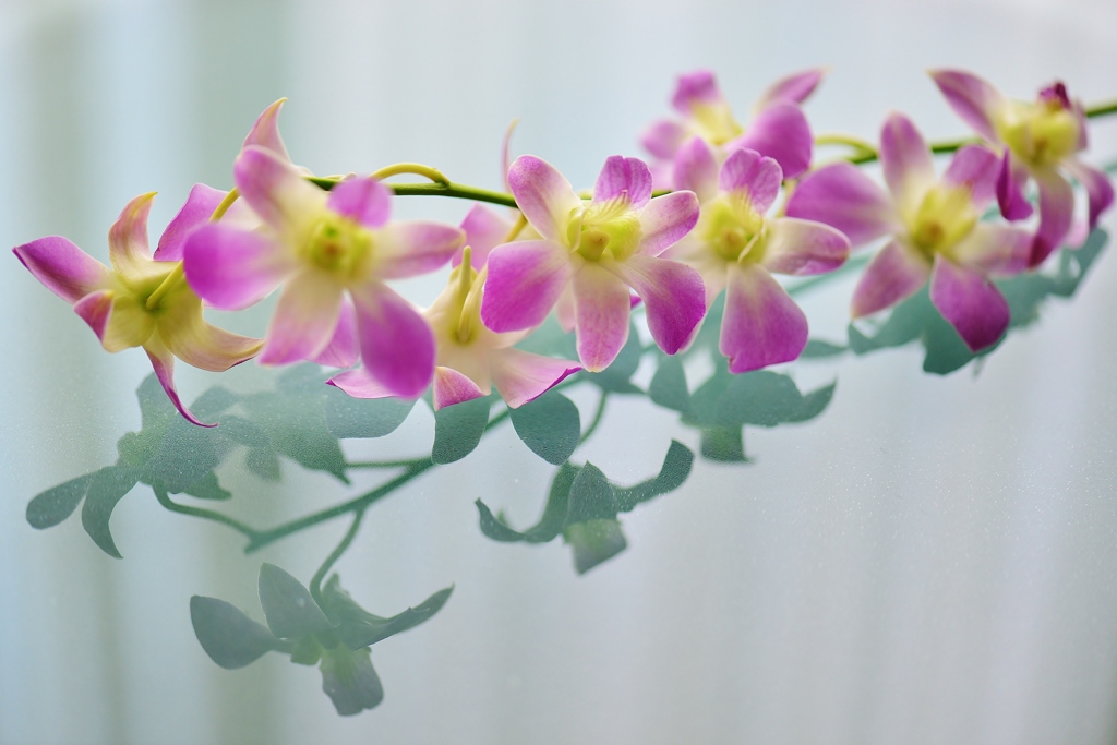 硝子の華